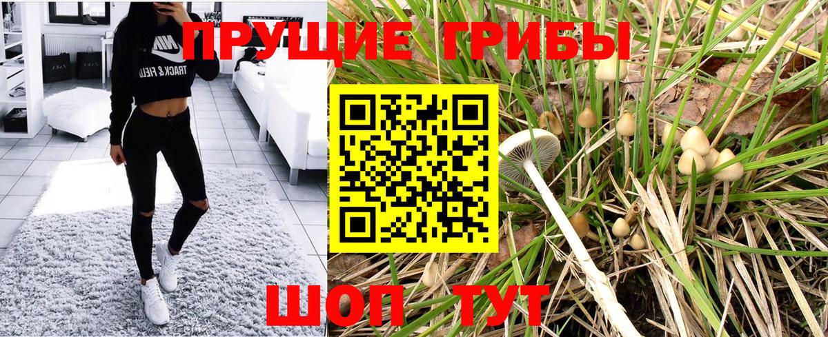 Псилоцибиновые грибы Psilocybe Кувандык